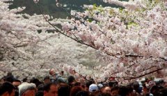 你見過空無一人的中山公園櫻花大道嗎？美！